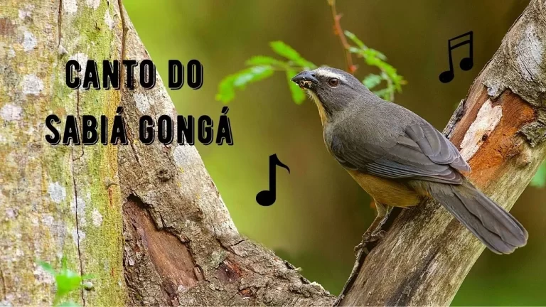 Canto da Sabiá Gongá