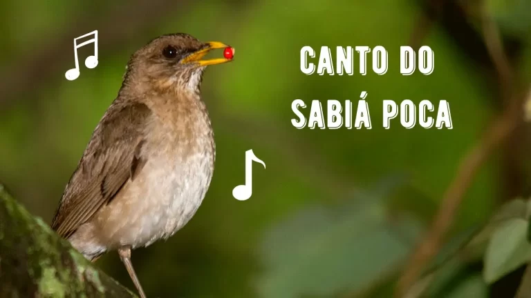 Canto da Sabiá Poca