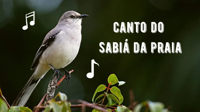 Canto da Sabiá da Praia