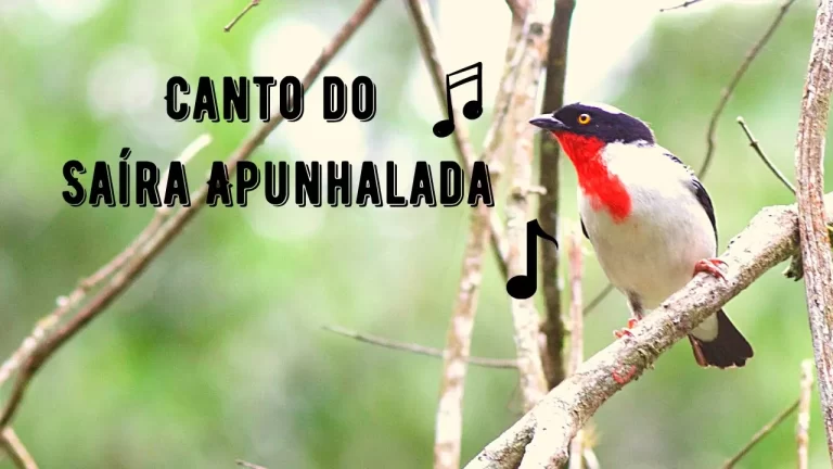 Canto da Saíra Apunhalada