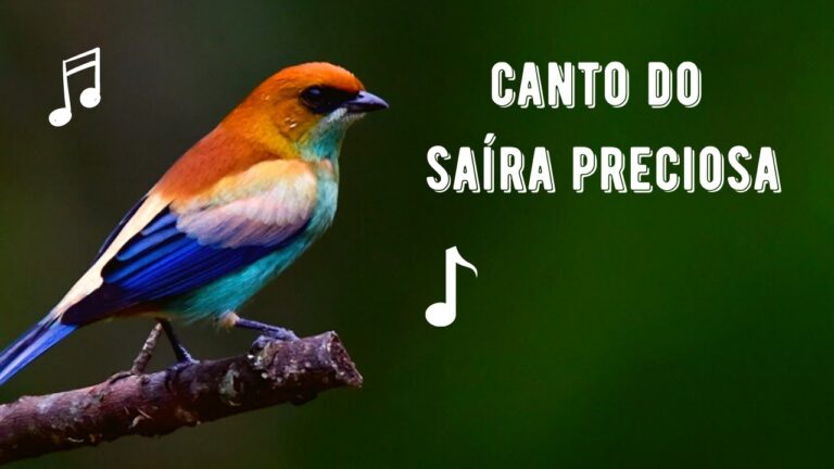 Canto da Saíra Preciosa
