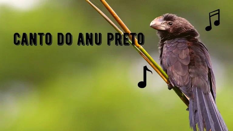 Canto do Anu Preto