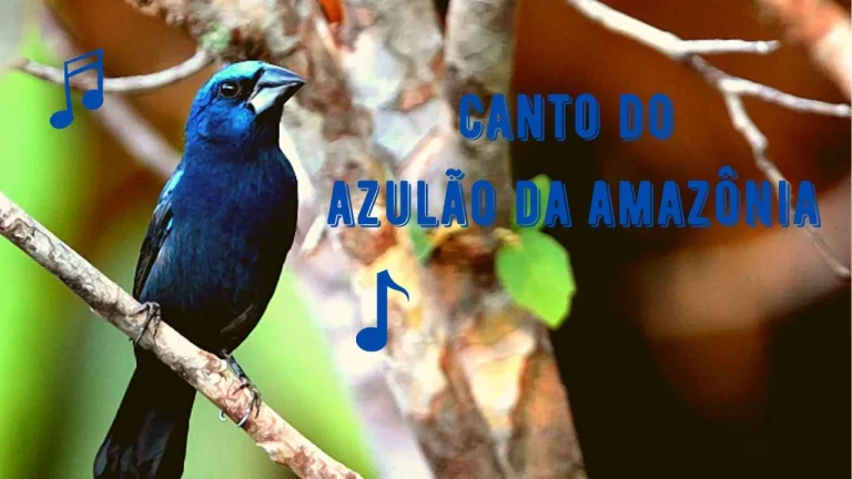 Canto do Azulão da Amazônia