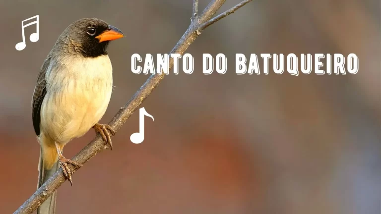 Canto do Batuqueiro