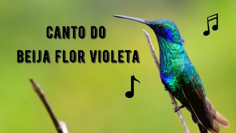 Canto do Beija Flor Violeta