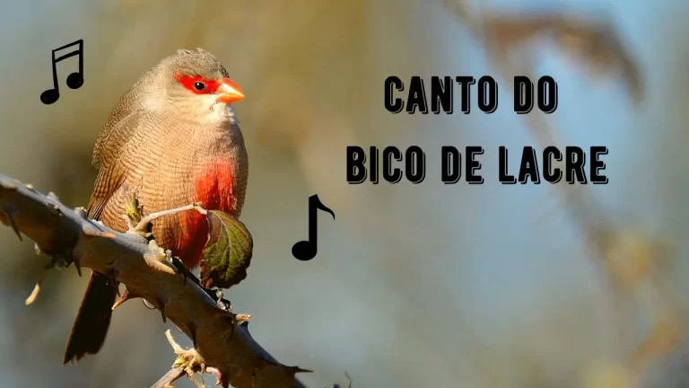 Canto do Bico de Lacre