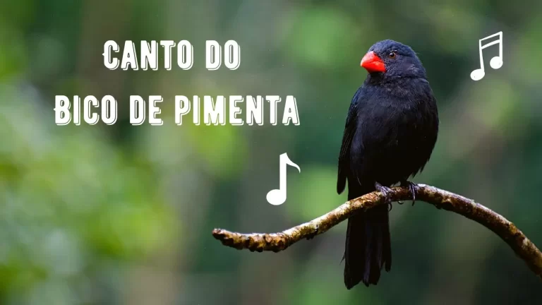 Canto do Bico de Pimenta