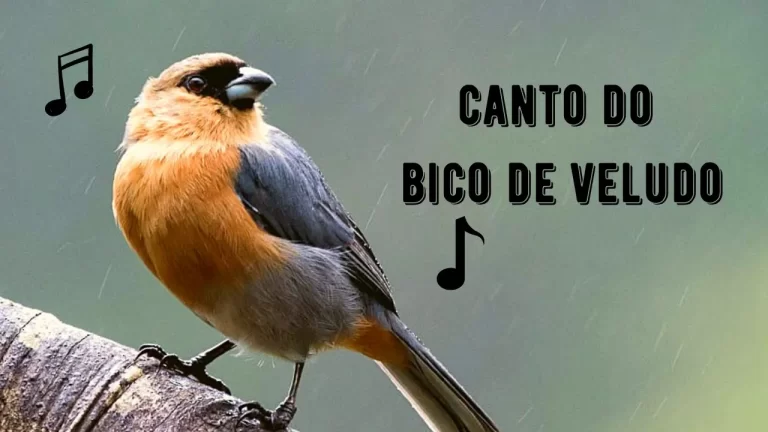 Canto do Bico de Veludo