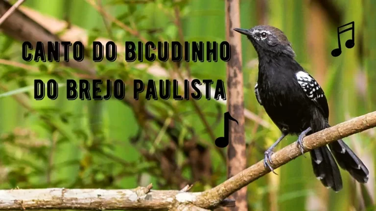 Canto do Bicudinho do Brejo Paulista