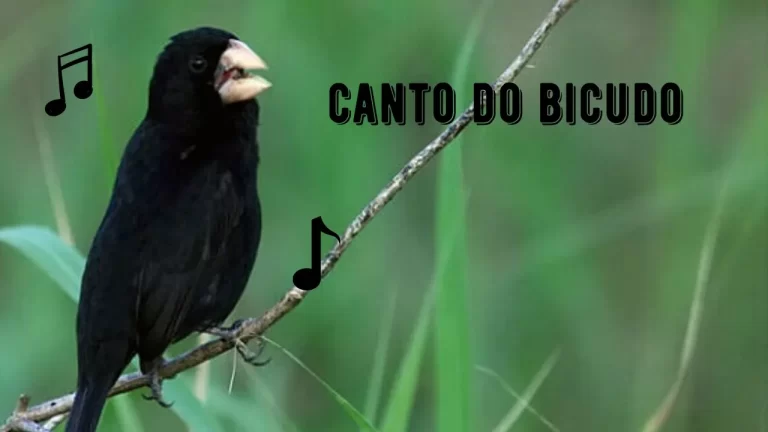 Canto do Bicudo