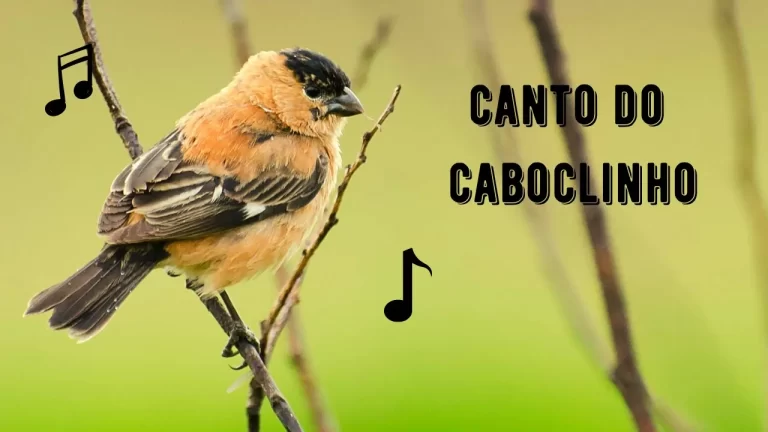 Canto do Caboclinho