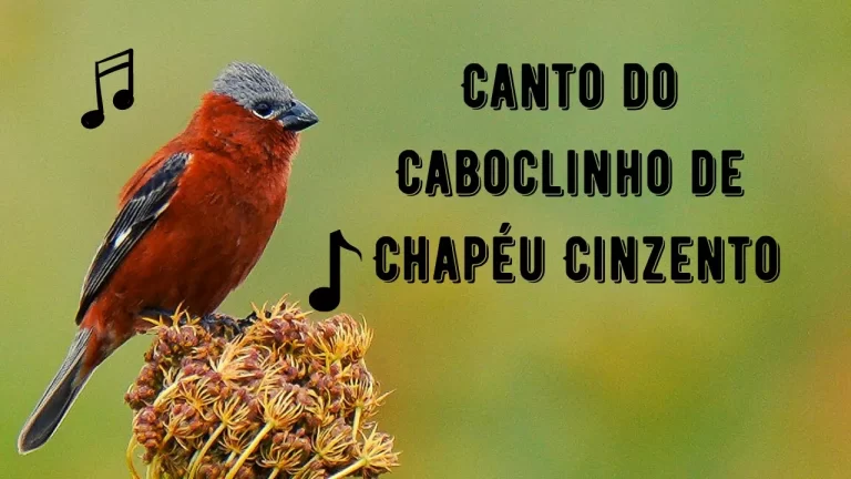 Canto do Caboclinho de Chapéu Cinzento