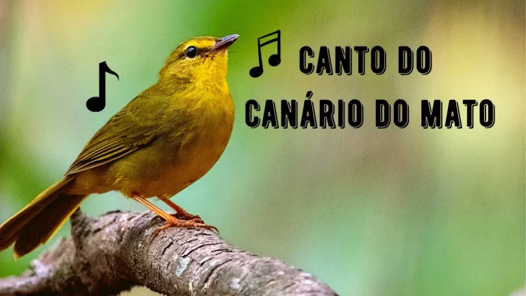 Canto do Canário do Mato