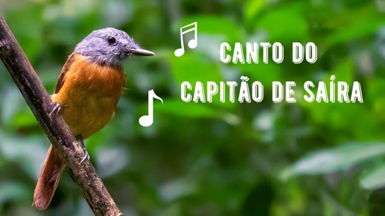 Canto do Capitão de Saíra