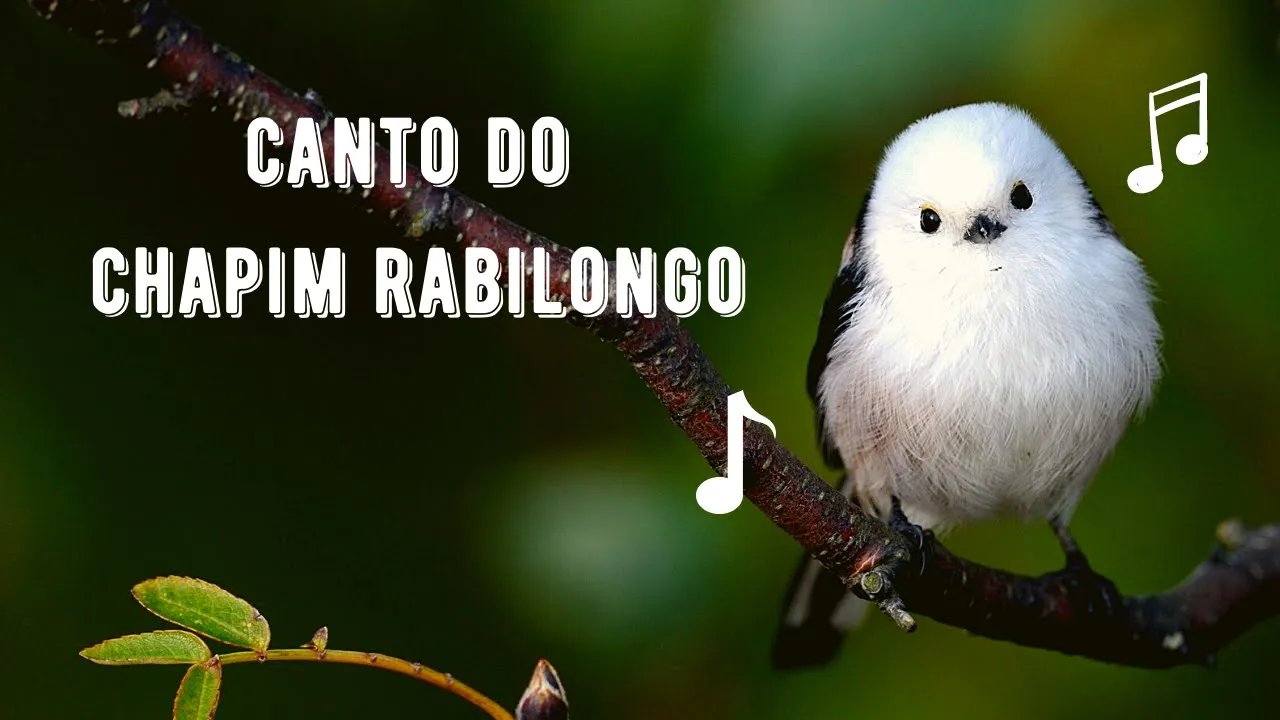 Canto do Chapim Rabilongo
