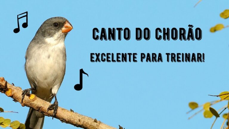 Canto do Chorão