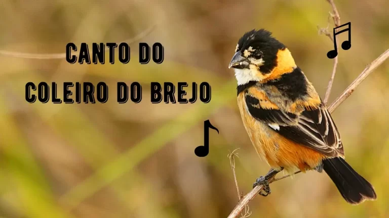 Canto do Coleiro do Brejo – (Sporophila Collaris)
