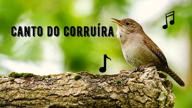 Canto do Corruíra