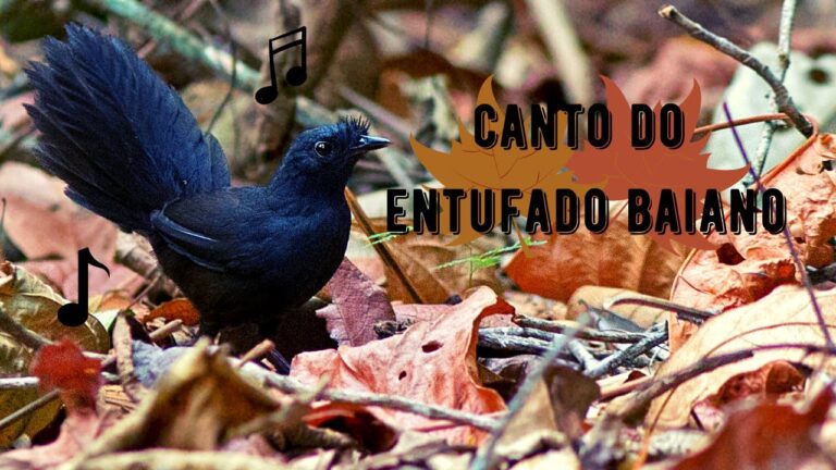 Canto do Entufado Baiano