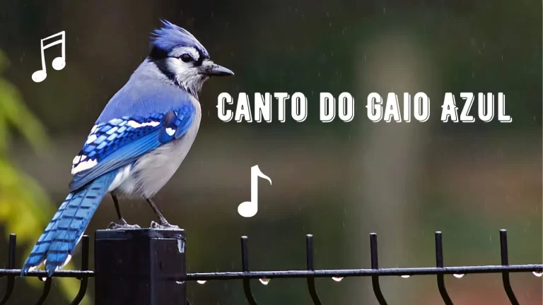 Canto do Gaio Azul