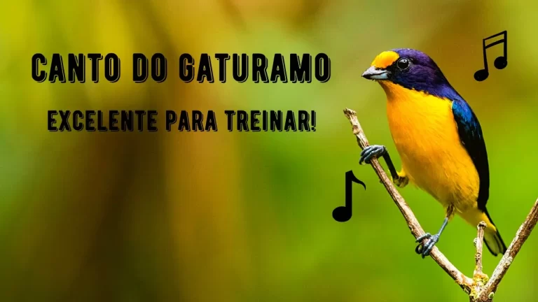 Canto do Gaturamo