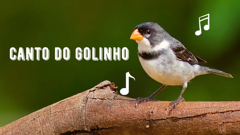 Canto do Golinho
