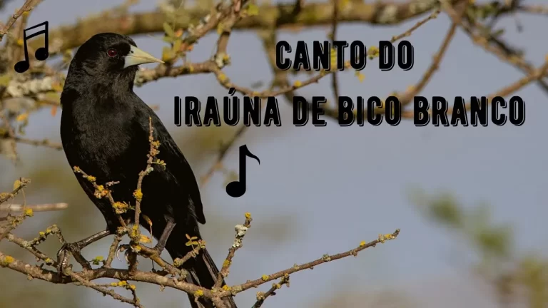 Canto do Iraúna de Bico Branco