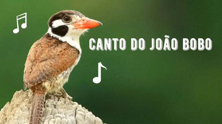 Canto do João Bobo
