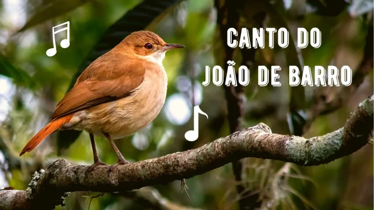 Canto do João de Barro