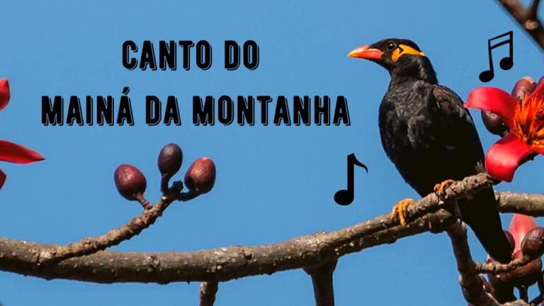 Canto do Mainá da Montanha