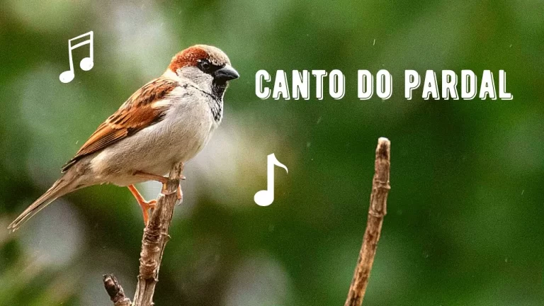 Canto do Pardal