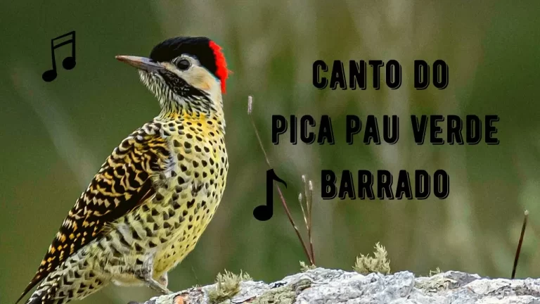 Canto do Pica Pau Verde Barrado