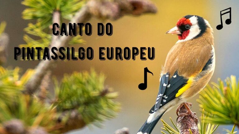 Canto Do Pintassilgo Europeu Carduelis Carduelis Mundo Animal canto-do-pintassilgo-europeu-carduelis-carduelis-mundo-animal