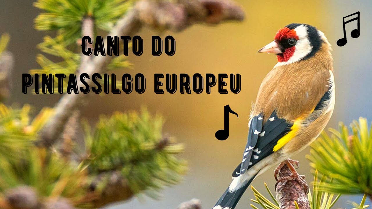 Canto do Pintassilgo Europeu