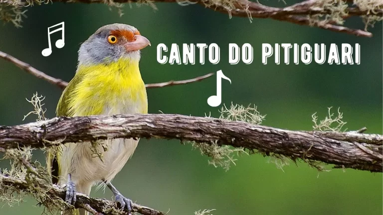 Canto do Pitiguari