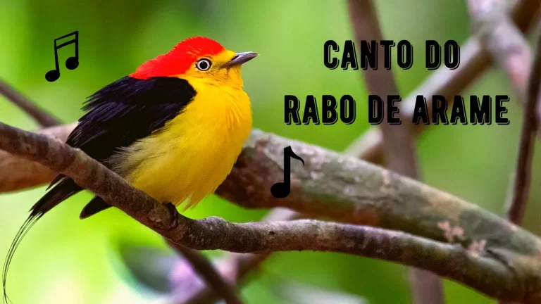 Canto do Rabo de Arame