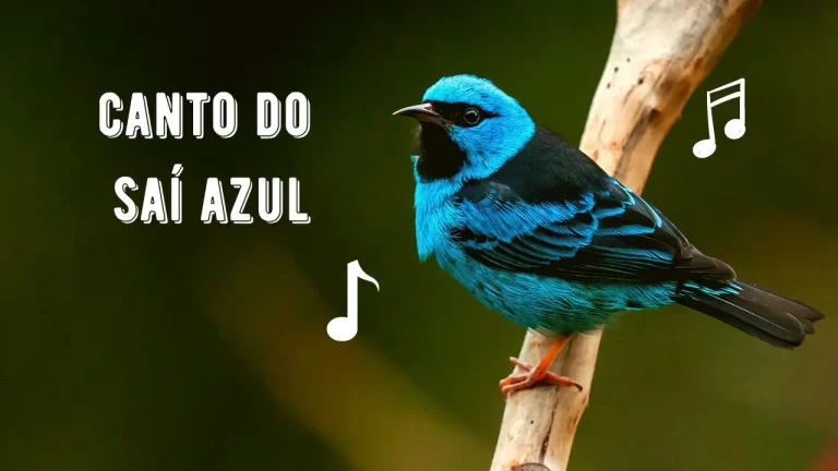 Canto do Saí Azul
