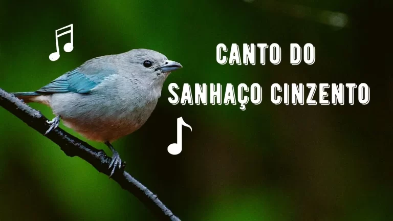 Canto do Sanhaço Cinzento