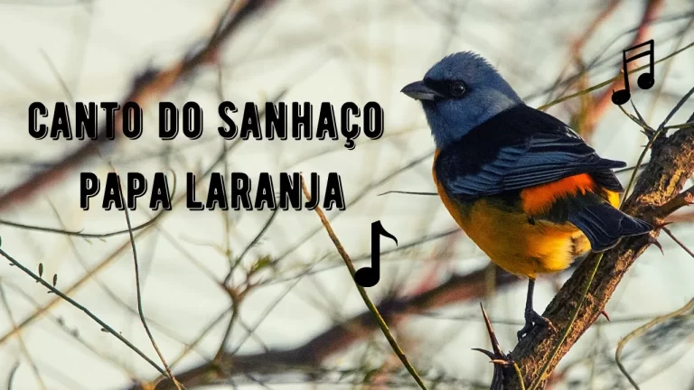 Canto do Sanhaço Papa Laranja