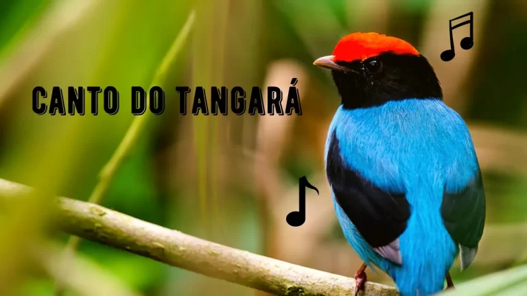 Canto do Tangará