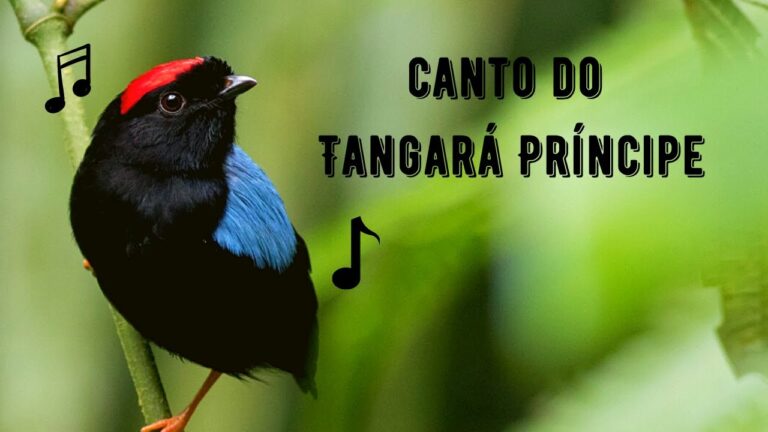 Canto do Tangará Príncipe