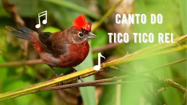 Canto do Tico Tico Rei