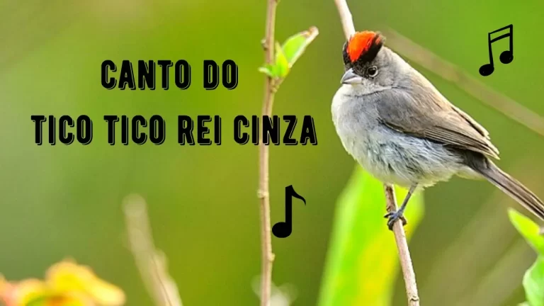 Canto do Tico Tico Rei Cinza