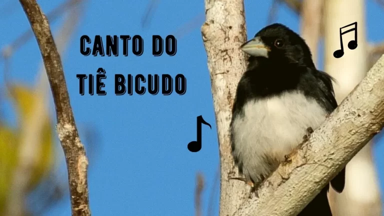 Canto do Tiê Bicudo