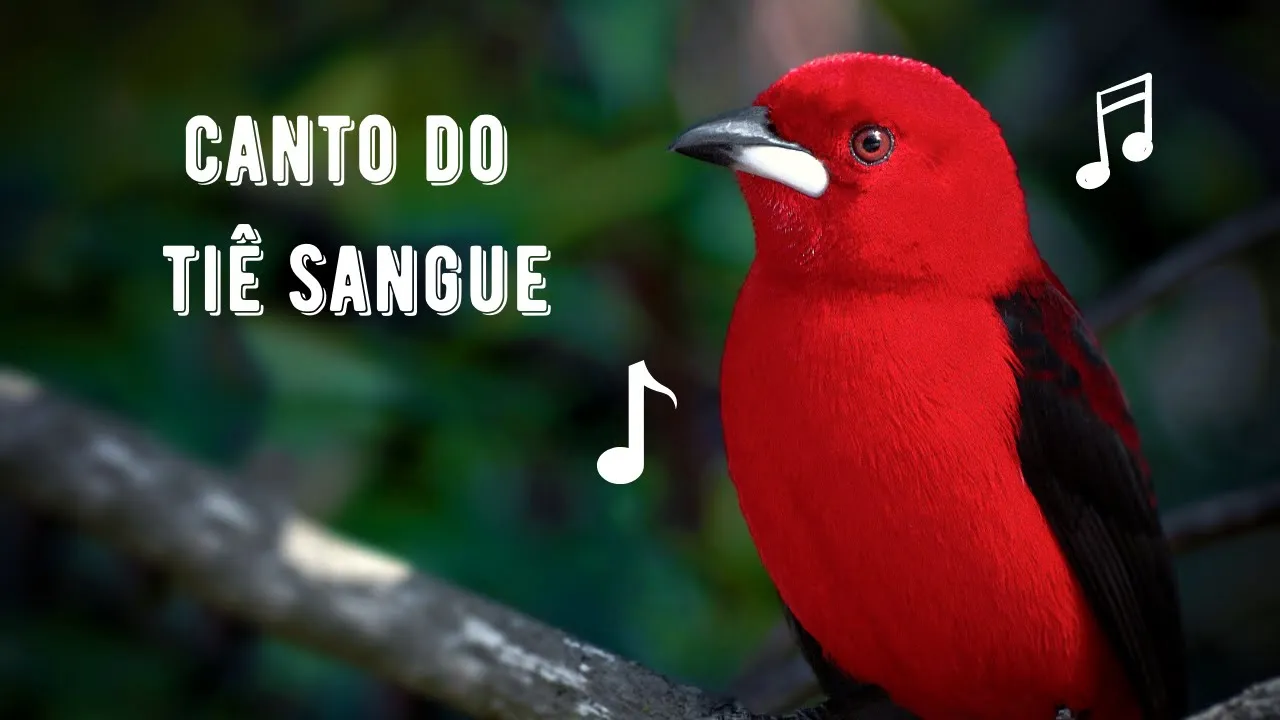 Canto do Tiê Sangue