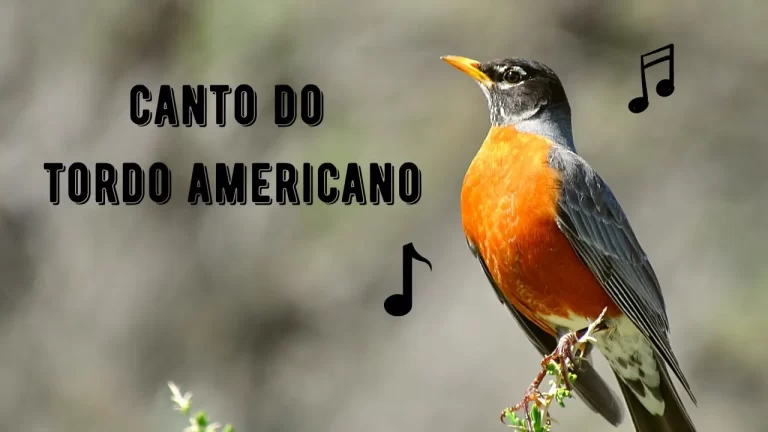 Canto do Tordo Americano