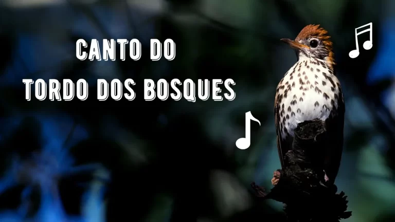 Canto do Tordo dos Bosques