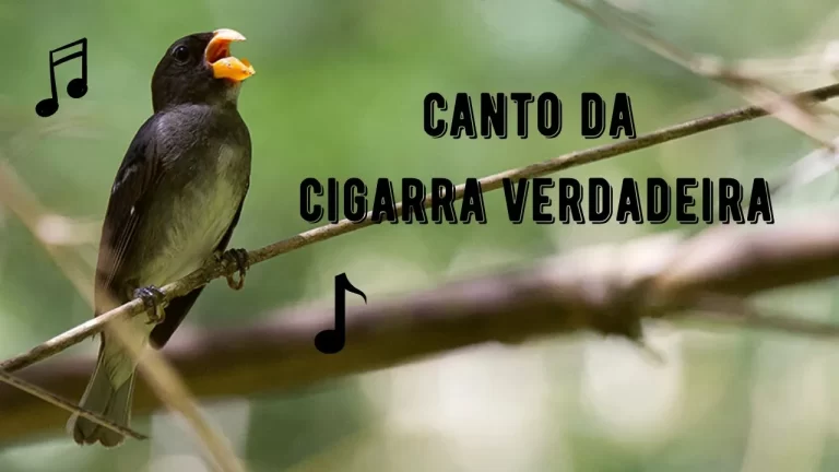 Canto da Cigarra Verdadeira