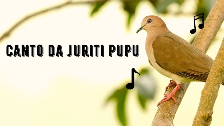 Canto da Juriti Pupu