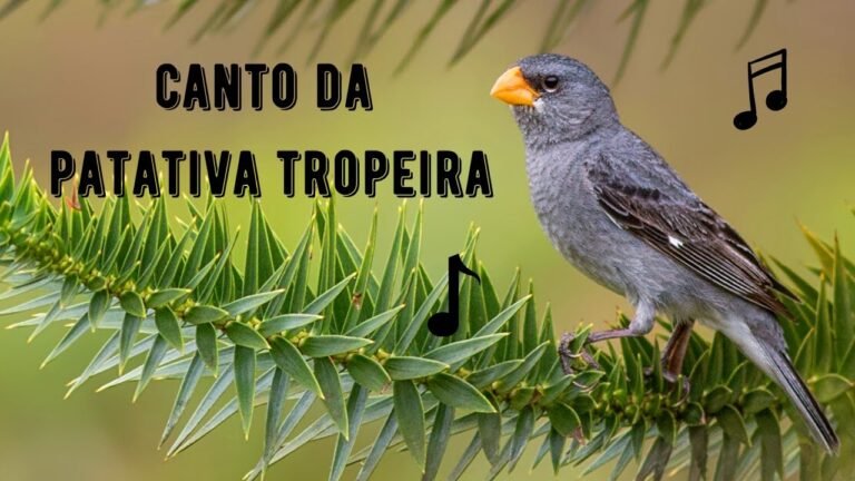 Canto da Patativa Tropeira